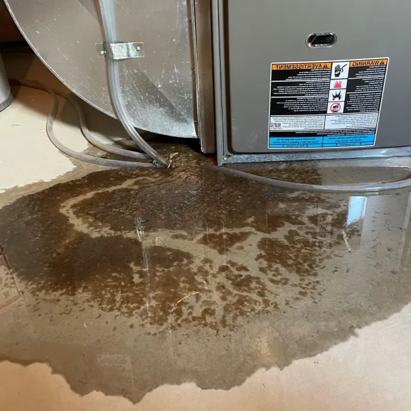 Pipe Burst and Leak Restoration in Williamstown, KY